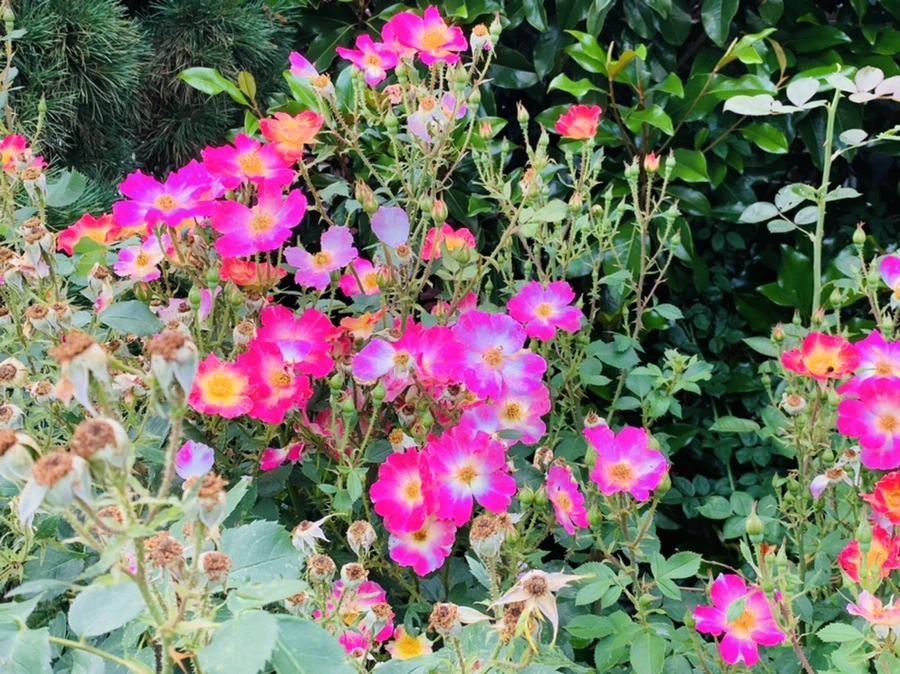 IMG_5988.jpg?type=w966