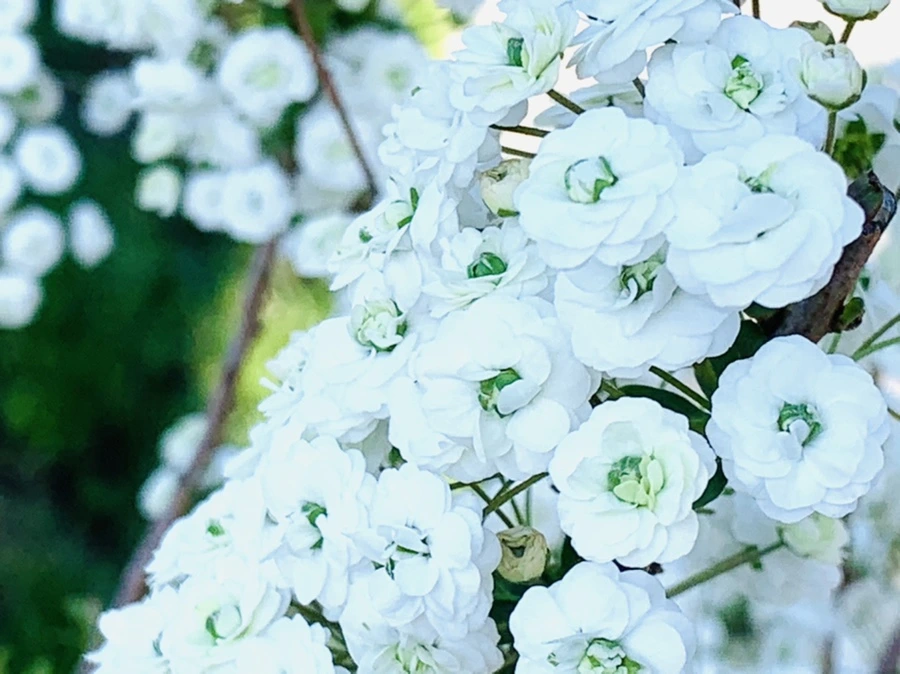 IMG_3350.jpg?type=w966