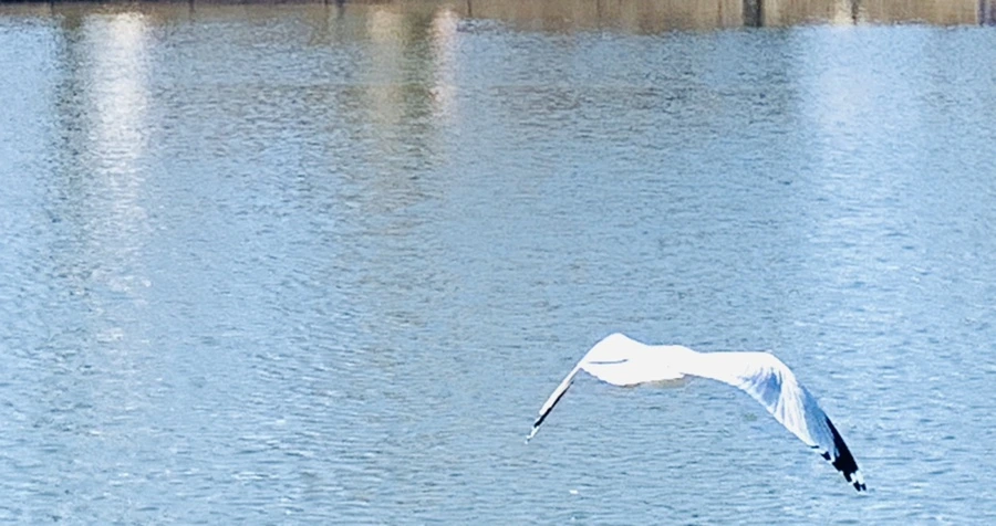 IMG_9380.jpg?type=w966