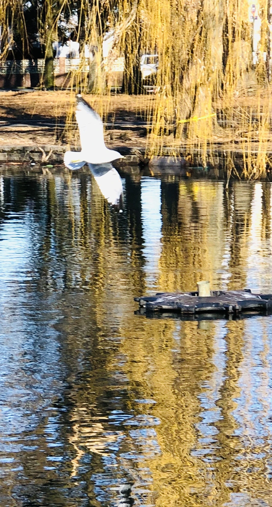 IMG_9771.jpg?type=w966