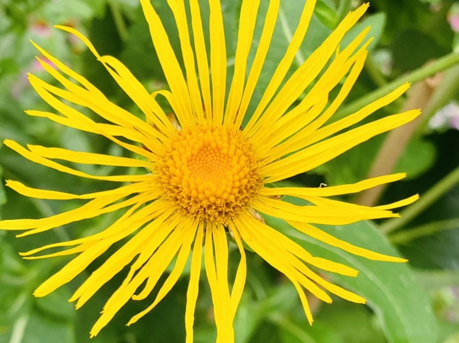 IMG_1051.jpg?type=w966