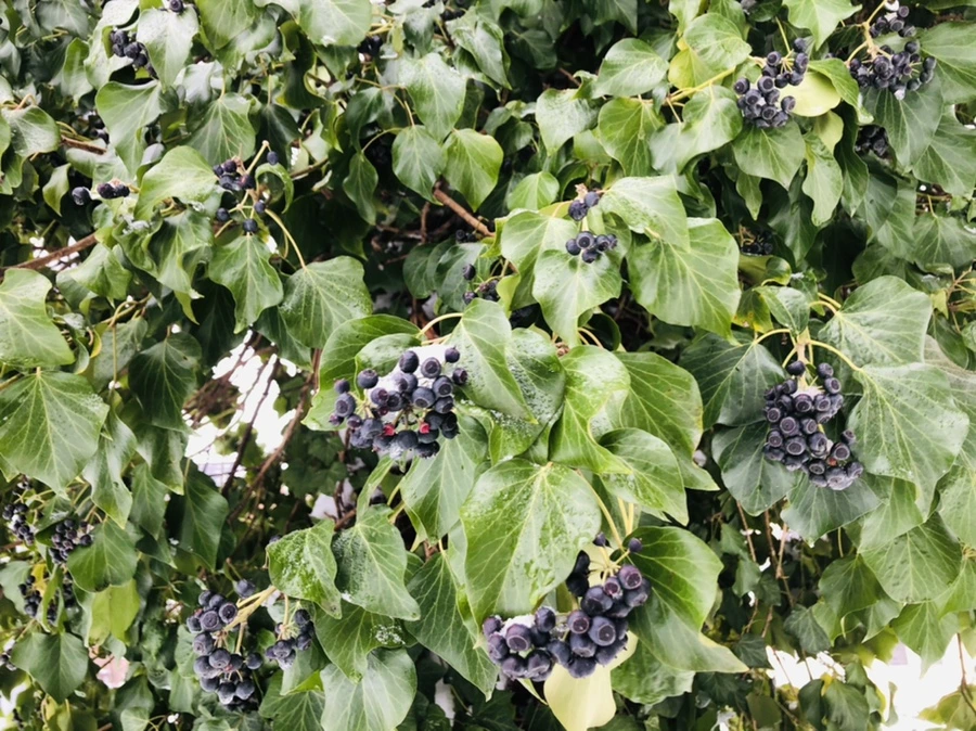 IMG_9034.jpg?type=w966