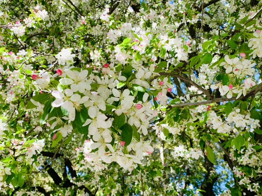 IMG_5733.jpg?type=w966