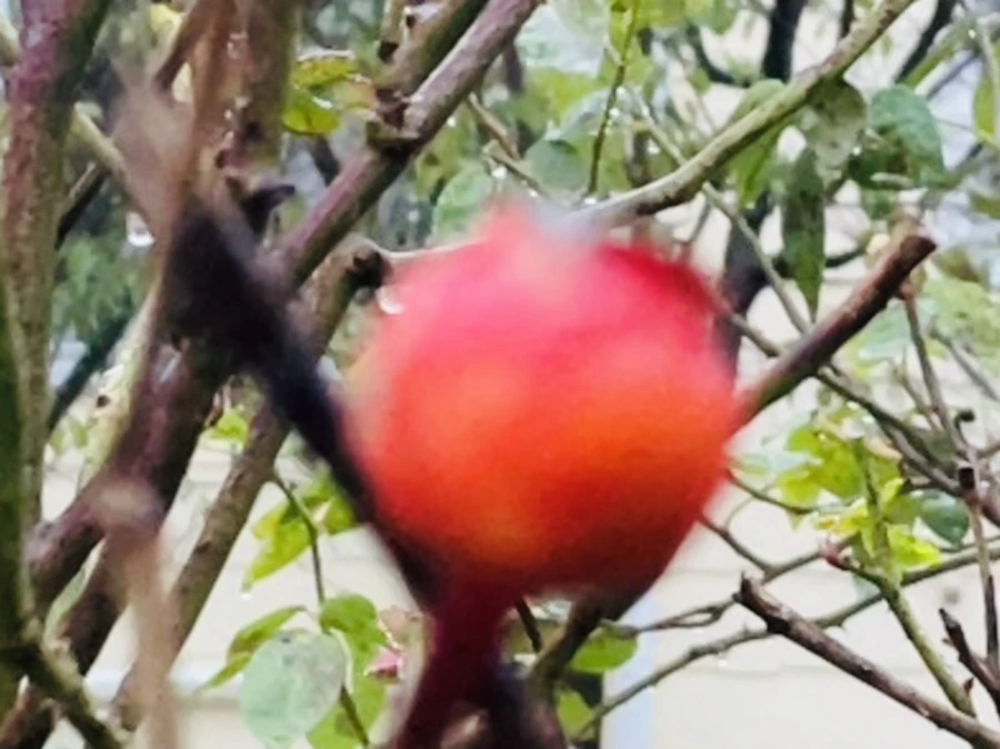 IMG_6384.jpg?type=w966