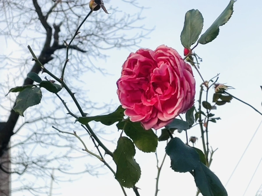 IMG_5882.jpg?type=w966