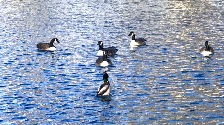 IMG_3905.jpg?type=w966