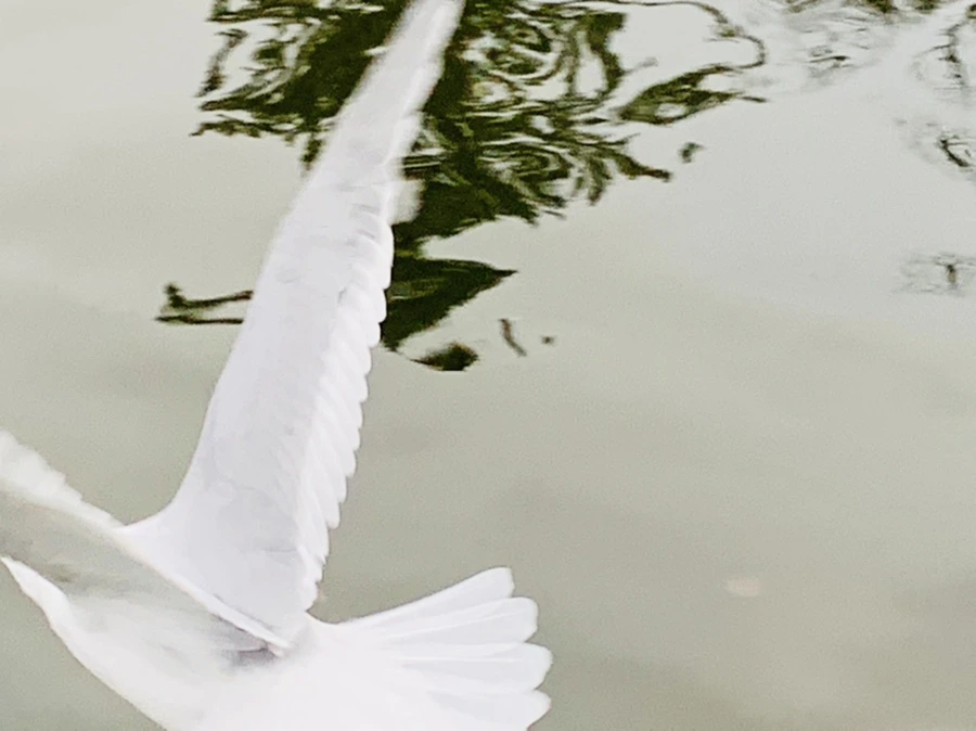 IMG_1752.jpg?type=w966