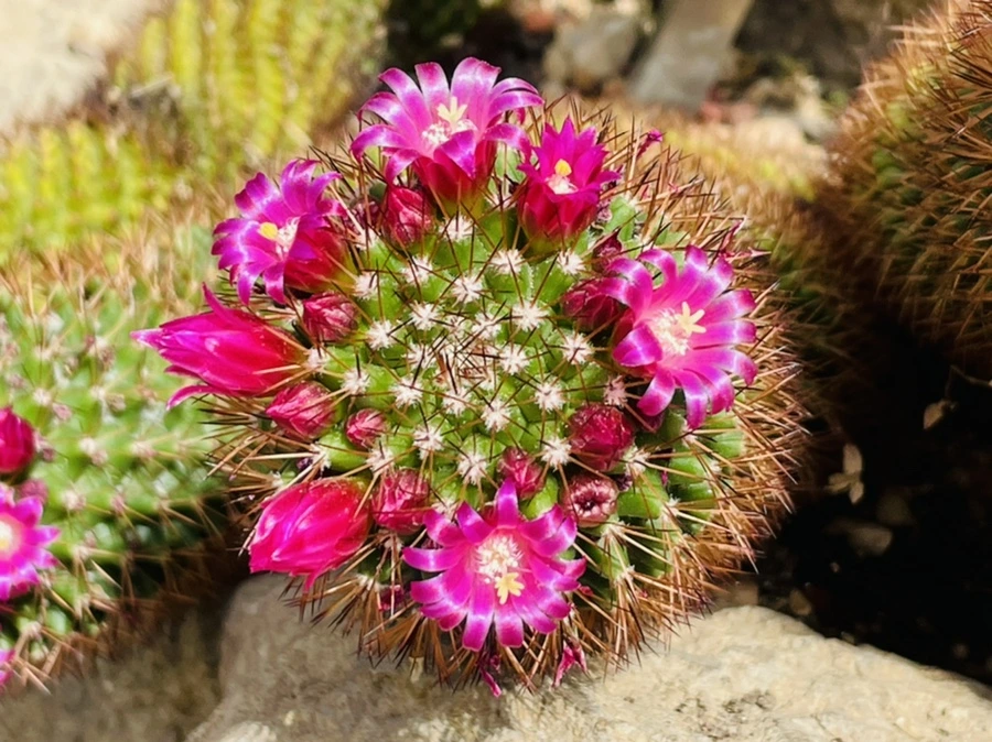 IMG_4223.jpg?type=w966