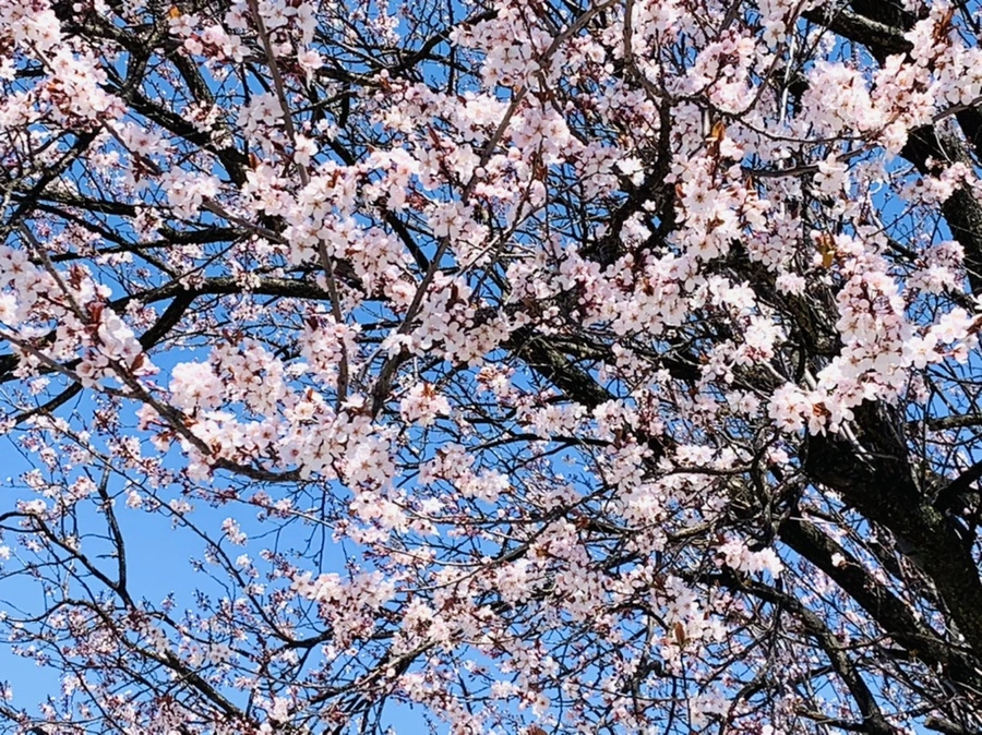 IMG_7747.jpg?type=w966