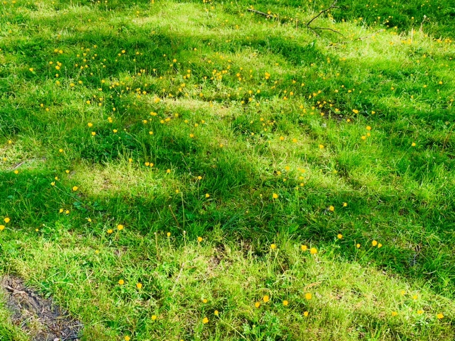 IMG_2040.jpg?type=w966