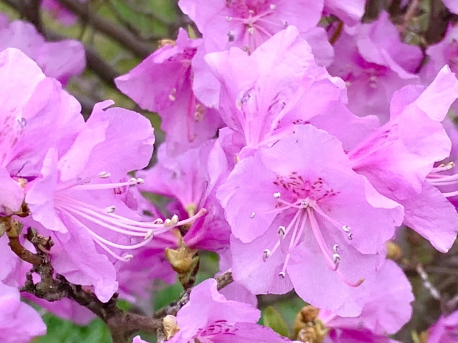 IMG_5970.jpg?type=w966