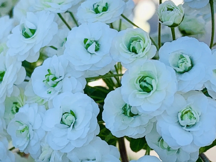 IMG_3309.jpg?type=w966