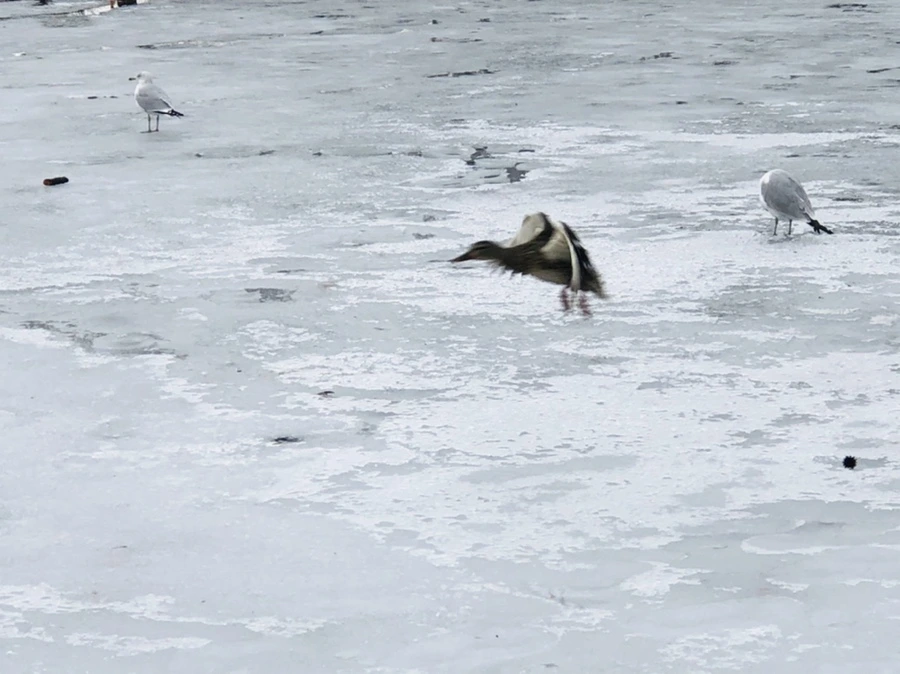 IMG_6303.jpg?type=w966