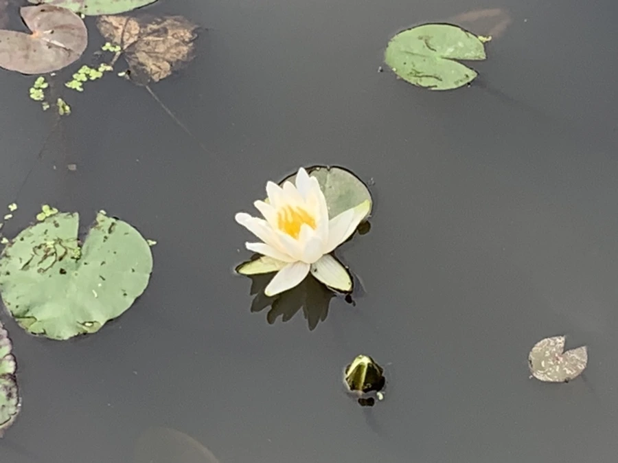 IMG_2301.jpg?type=w966