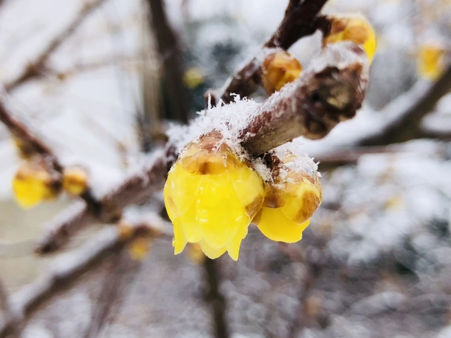 IMG_3518.jpg?type=w966