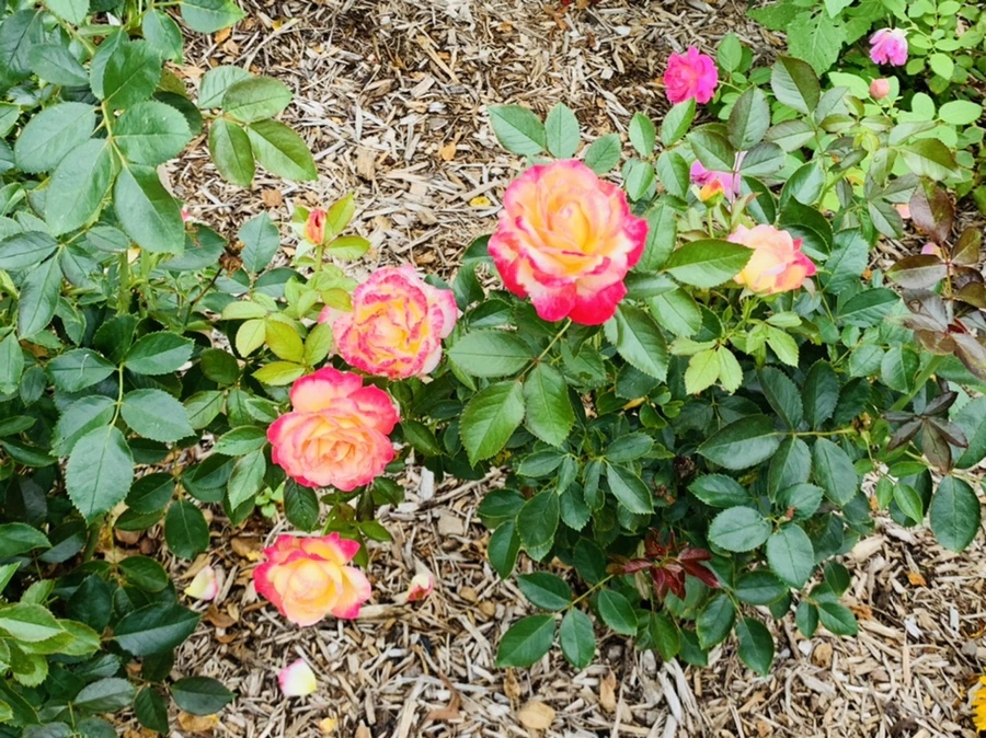 IMG_6954.jpg?type=w966