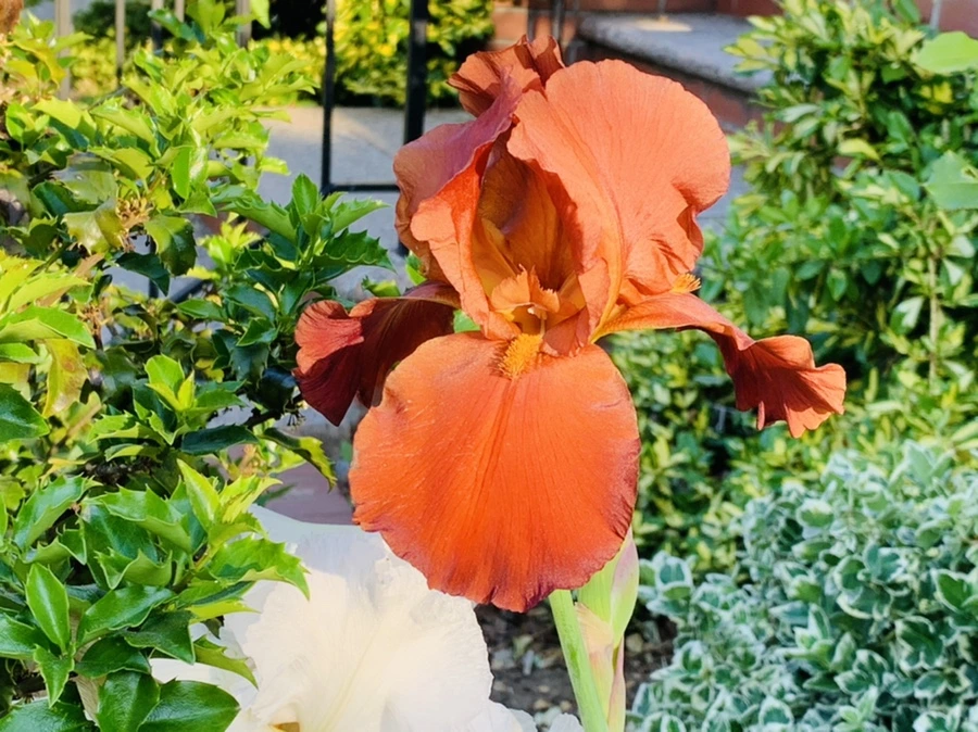 IMG_3322.jpg?type=w966