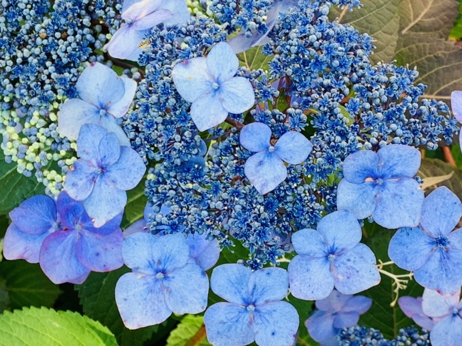 IMG_5204.jpg?type=w966