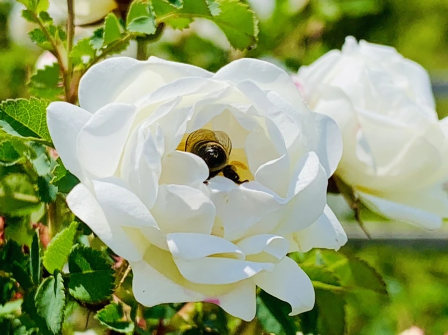 IMG_4331.jpg?type=w966