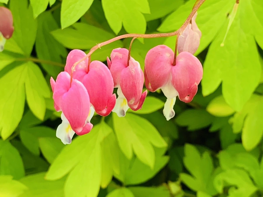 IMG_1240.jpg?type=w966