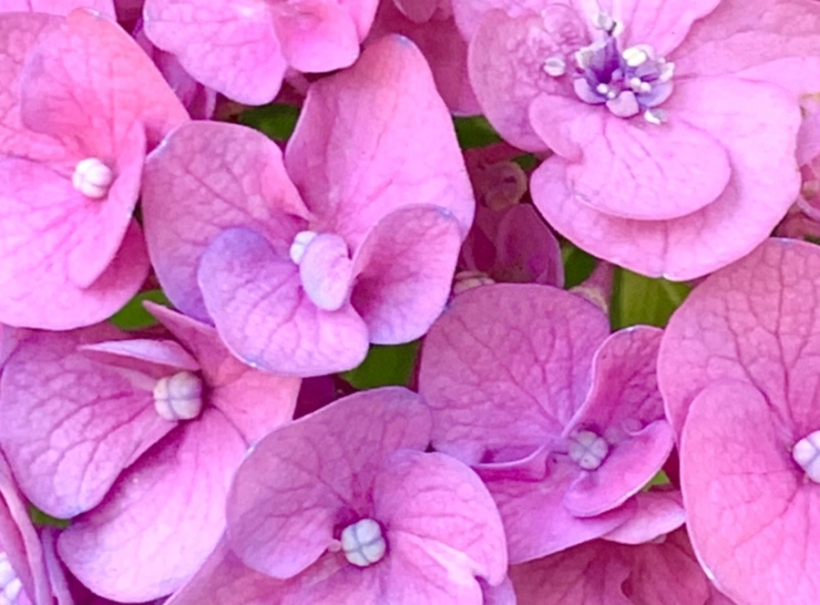 IMG_8765.jpg?type=w966