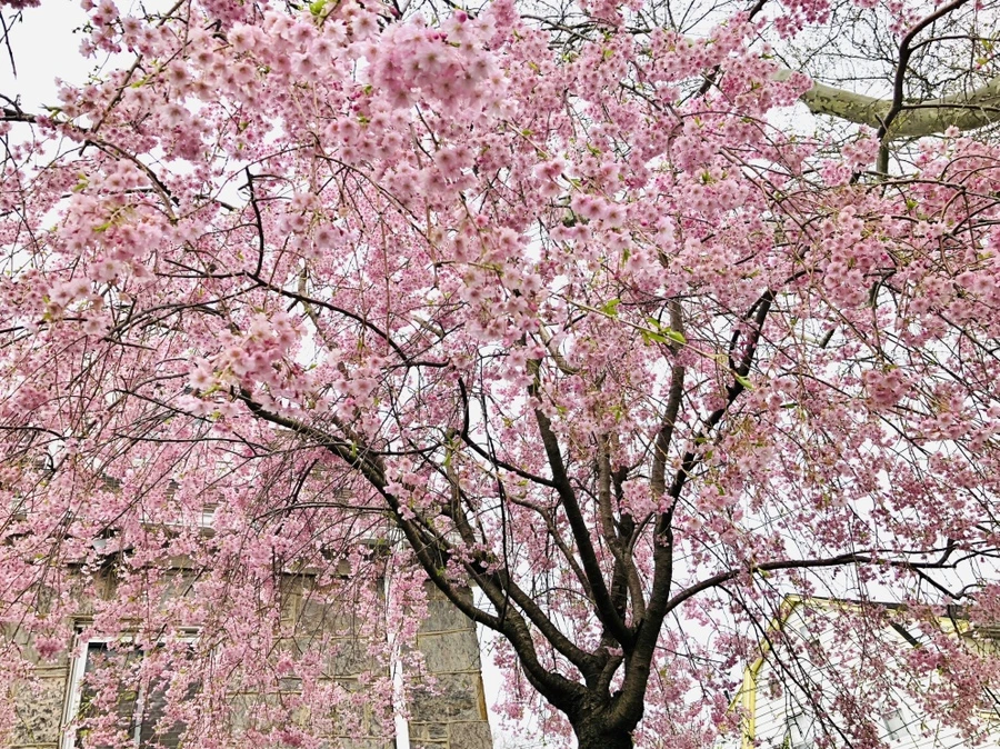 IMG_3187.jpg?type=w966