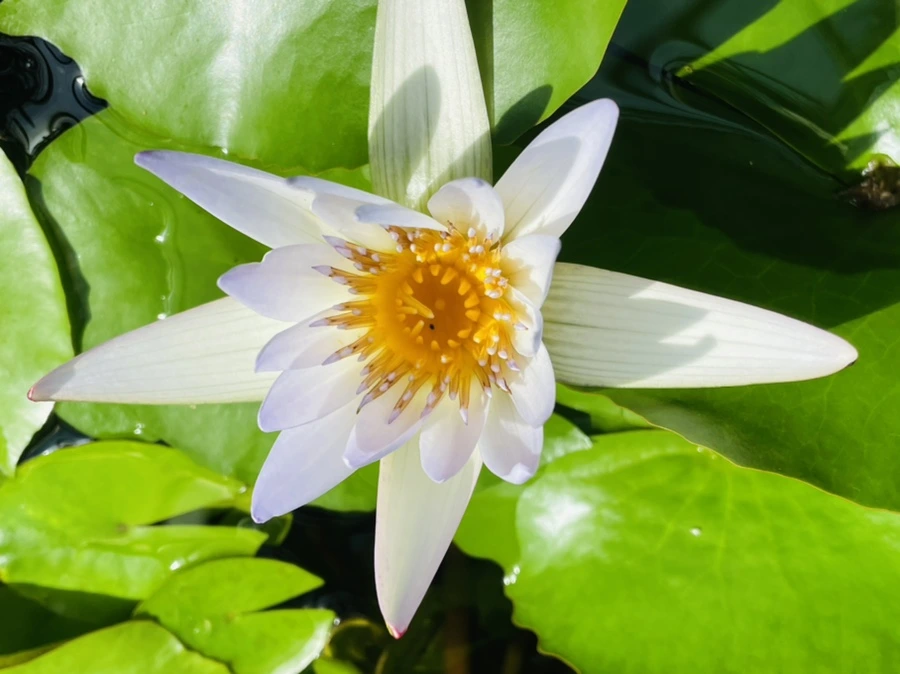 IMG_5196.jpg?type=w966