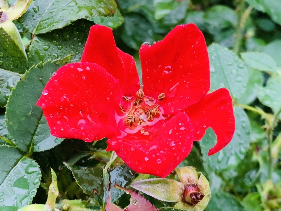 IMG_3724.jpg?type=w966