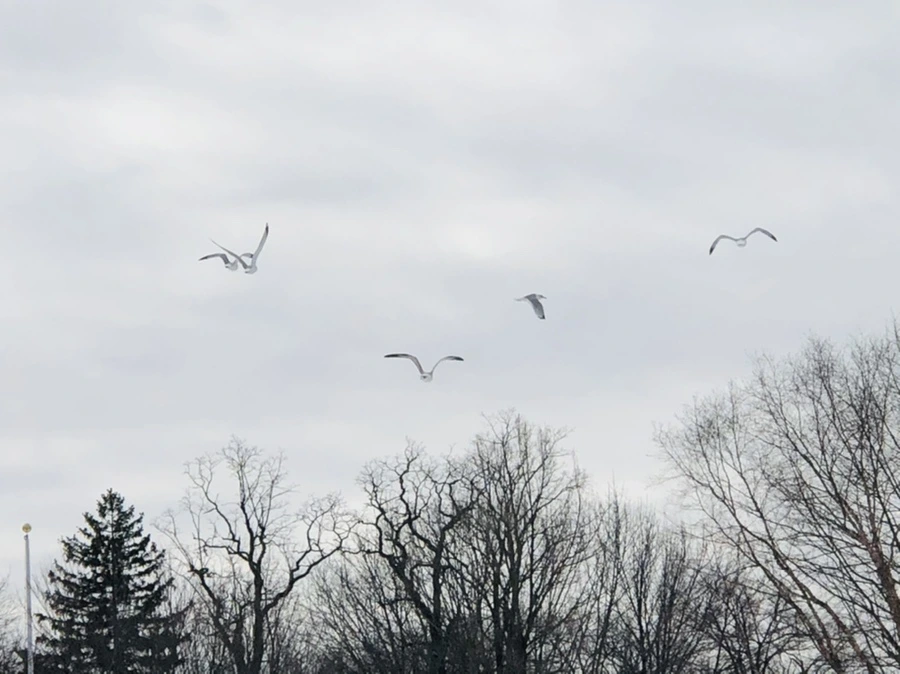 IMG_2493.jpg?type=w966