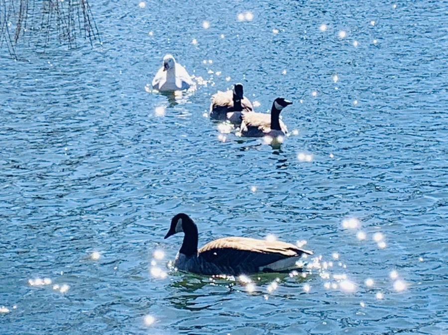 IMG_7600.jpg?type=w966