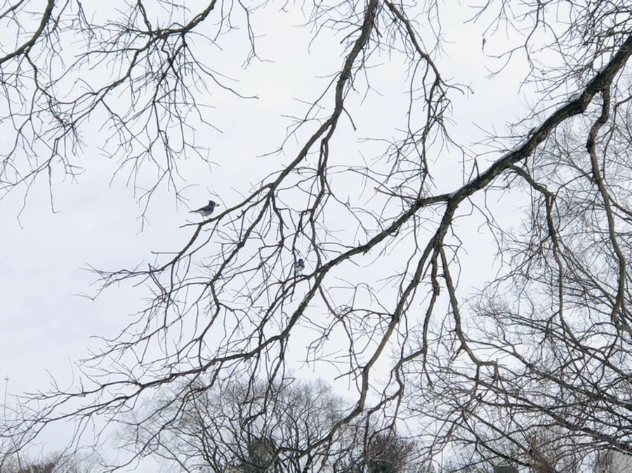 IMG_9466.jpg?type=w966