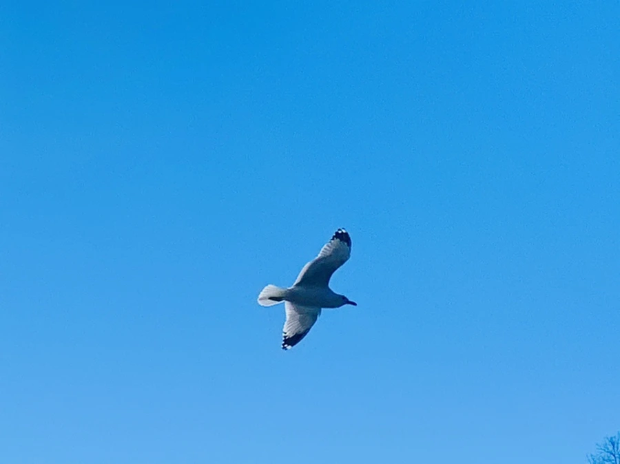 IMG_7639.jpg?type=w966