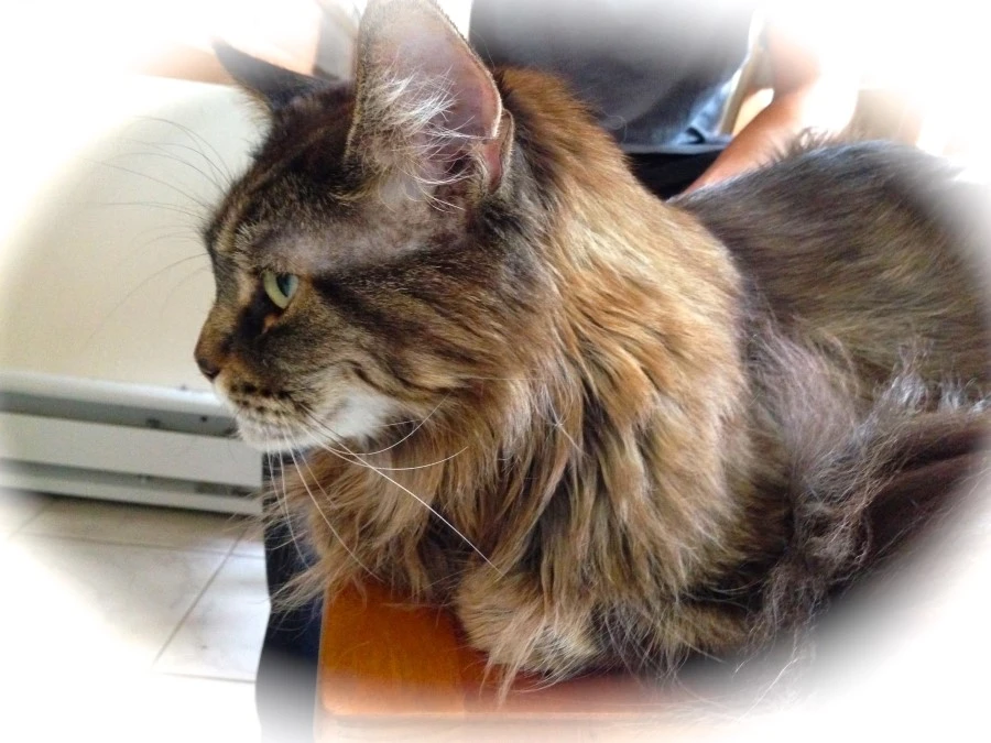 IMG_0739.JPG?type=w1