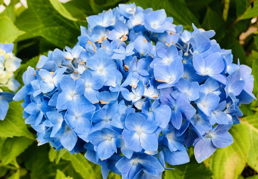 IMG_8742.jpg?type=w966