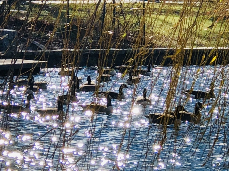 IMG_9201.jpg?type=w966