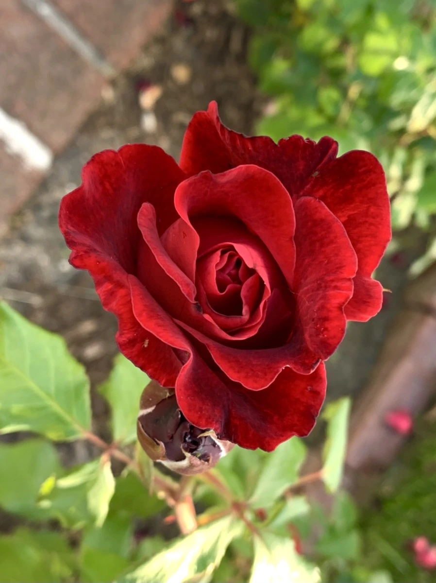 IMG_5228.jpg?type=w966