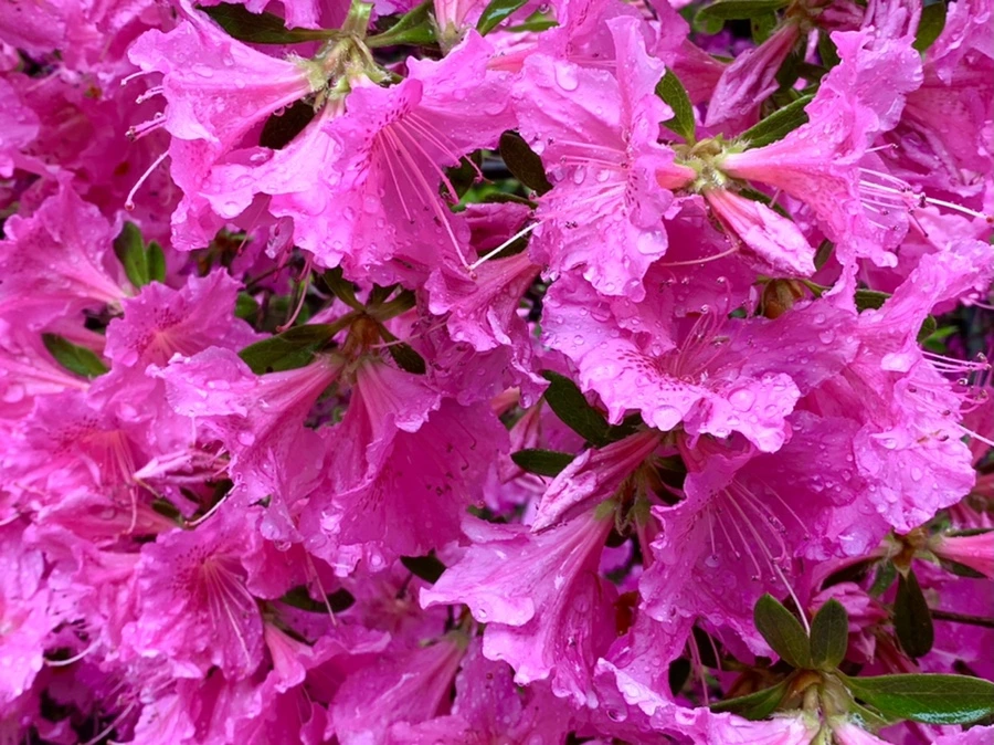 IMG_9924.jpg?type=w966