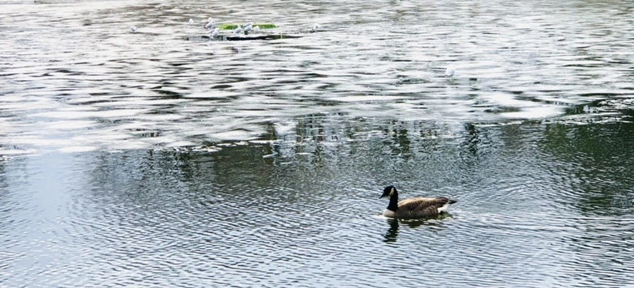 IMG_5100.jpg?type=w966