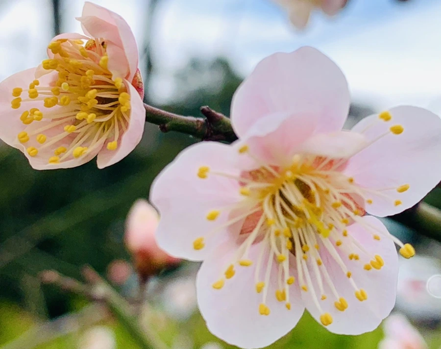 IMG_0502.jpg?type=w966