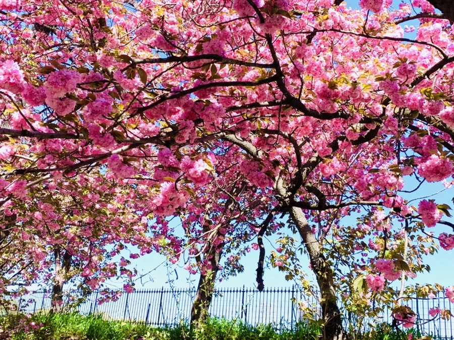 IMG_5969.jpg?type=w966