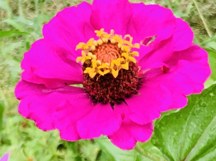 IMG_3679.jpg?type=w966