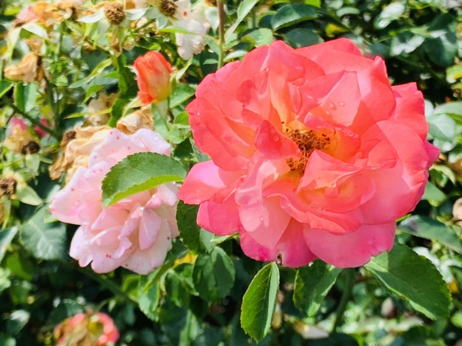 IMG_8482.jpg?type=w966