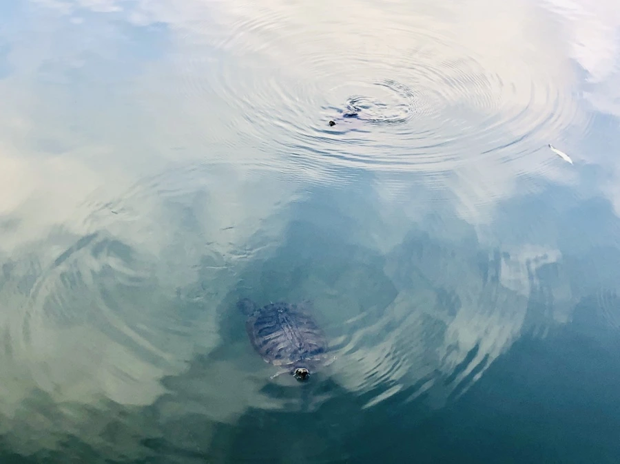 IMG_1648.jpg?type=w966