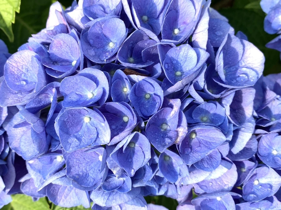 IMG_5977.jpg?type=w966