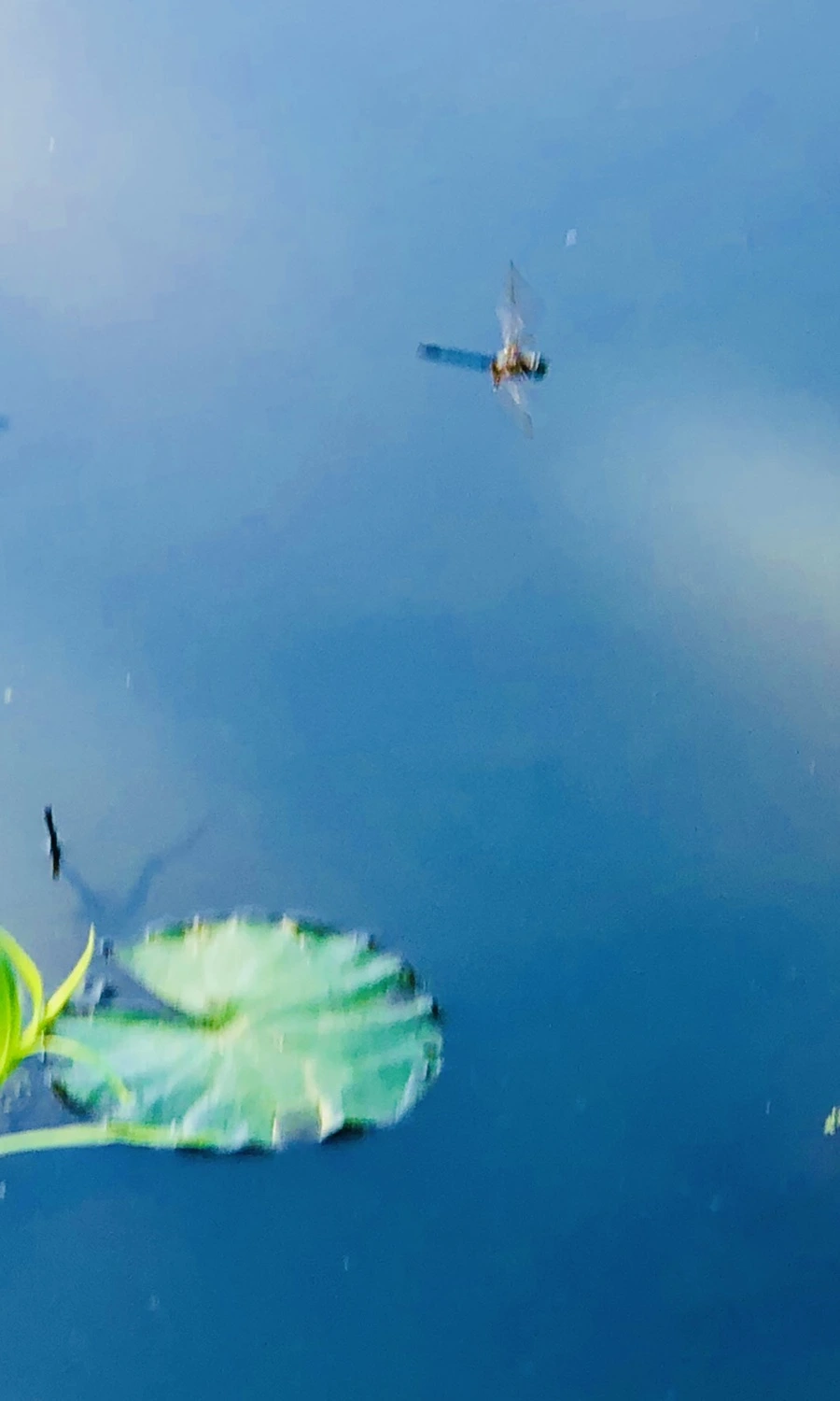 IMG_3960.jpg?type=w966