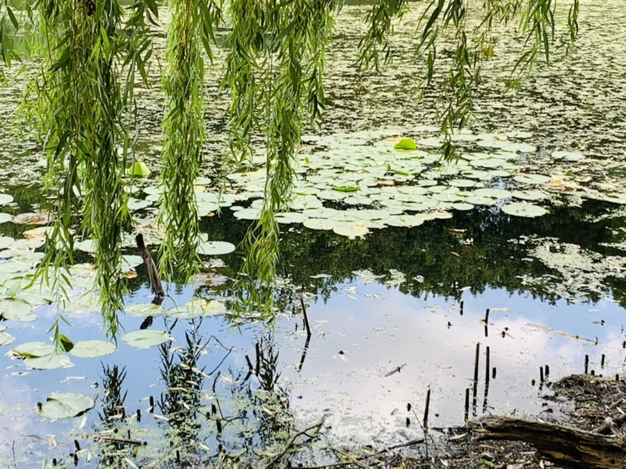 IMG_7529.jpg?type=w966