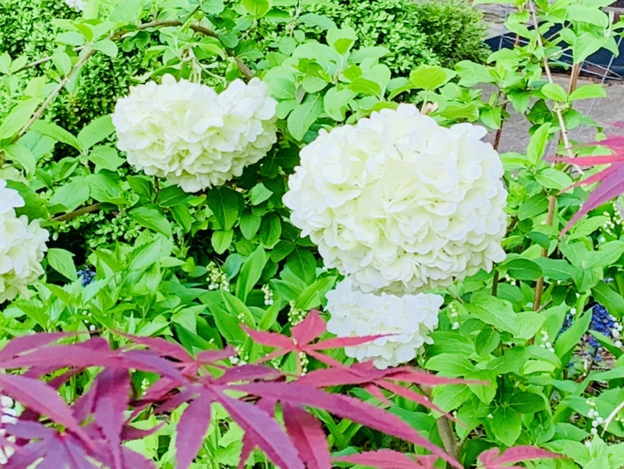 IMG_0488.jpg?type=w966