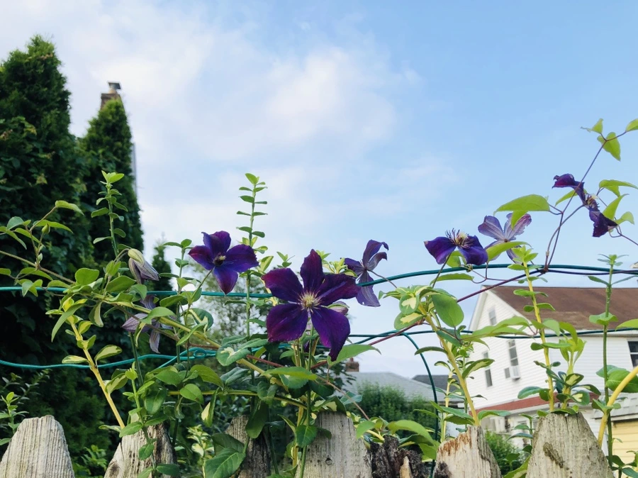 IMG_1740.jpg?type=w966