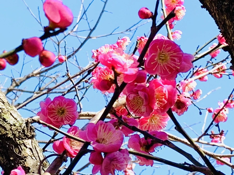 IMG_3017.jpg?type=w966