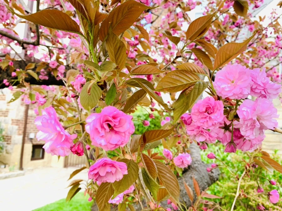 IMG_4337.jpg?type=w966